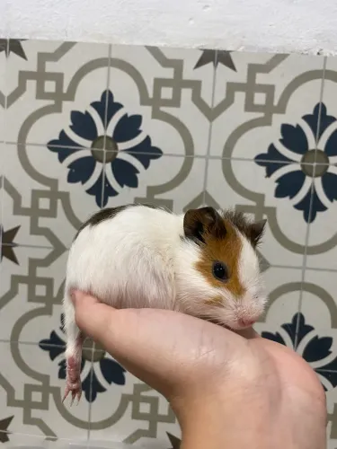 Porquinho da índia macho