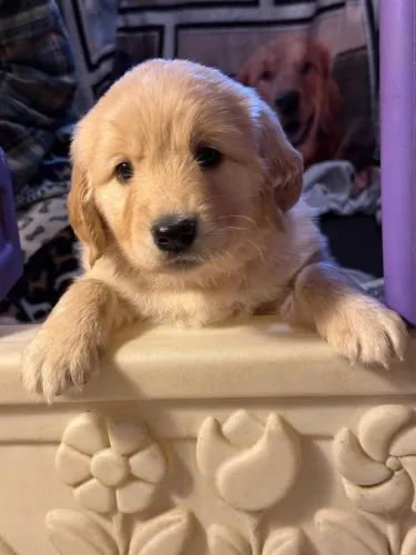 Golden adorável