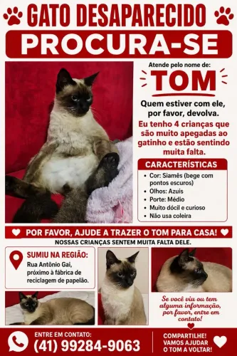 Gato perdido