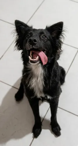 Border collie - Doação 