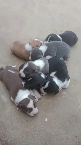 Filhotes de Pitbull Puro