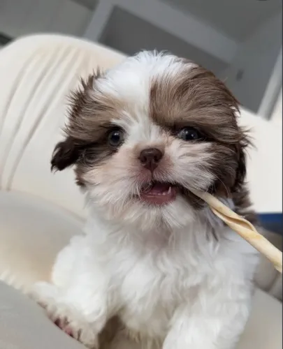 Shih Tzu Filhotes de alto padrão com garantia de saúde