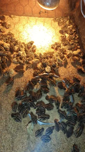 PINTOS DE CODORNAS DISPONÍVEL 