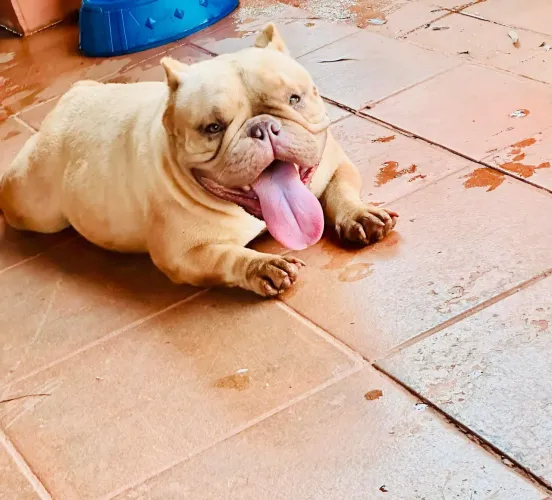 American bully adulto