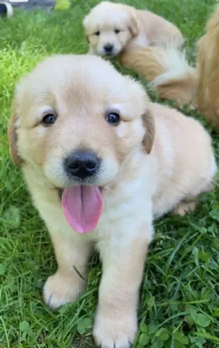 Golden Retriever - Carinho Para Toda a Família