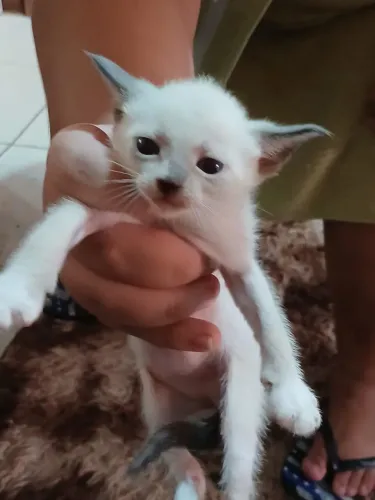 Doando gatinhas fêmeas 