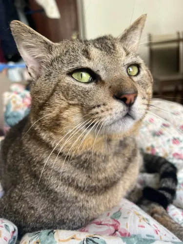 Doação Gato macho castrado