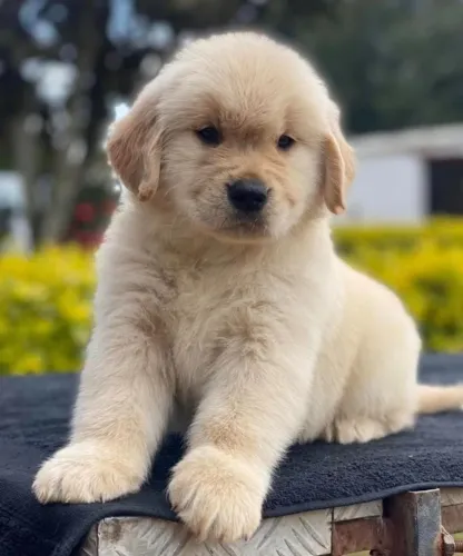 Filhotes de Golden Retriever | Filhotes esperando um carinho!