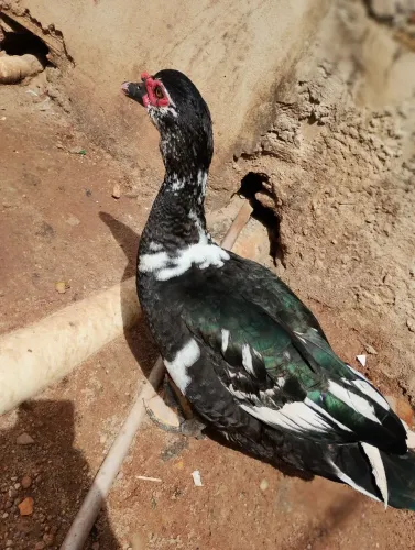 VENDO PATO VIVO R$150