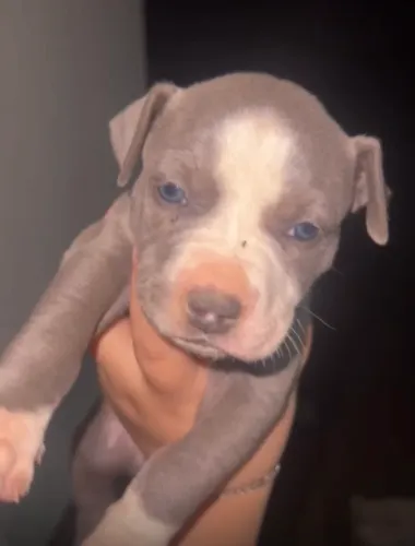 Filhote fêmea de american bully