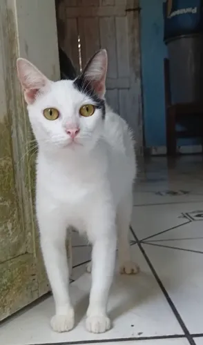 gatinha castrada