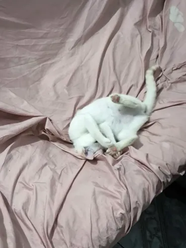 Gato, doação