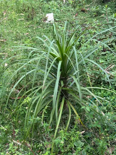 Planta Pata de elefante