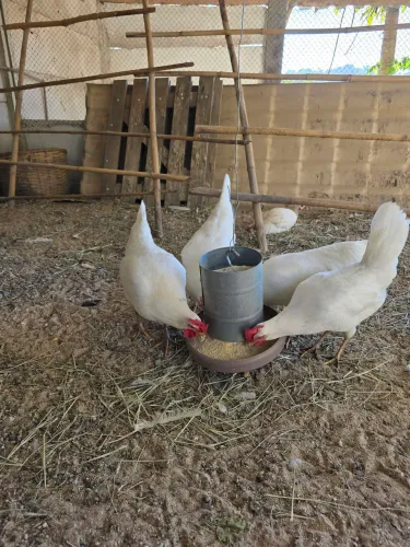 Galinha do ovo azul