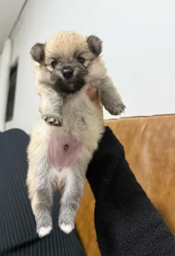 Filhote Spitz alemão ( lulu da pomerânia)