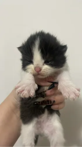 Gatinho persa mestiço 