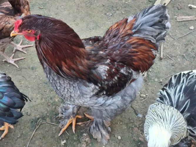 Casal galinha Brahma Disponível!