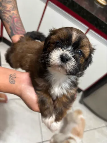 Cachorro shih tzu raça pura