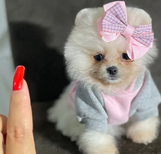 LULU DA POMERÂNIA URSINHO/ A PARTIR DE 1900!!!