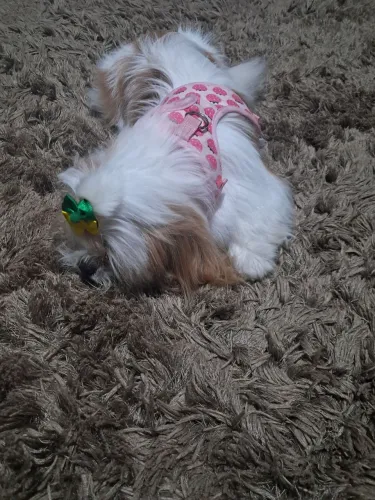 Shih tzu Fêmeas e Machos Adulto