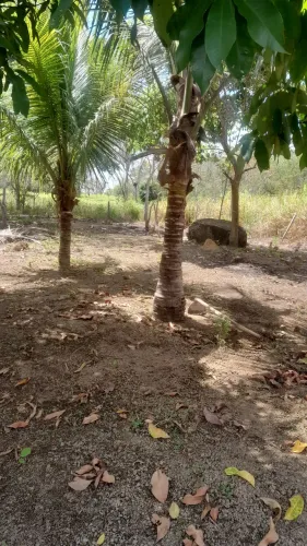 Chácara