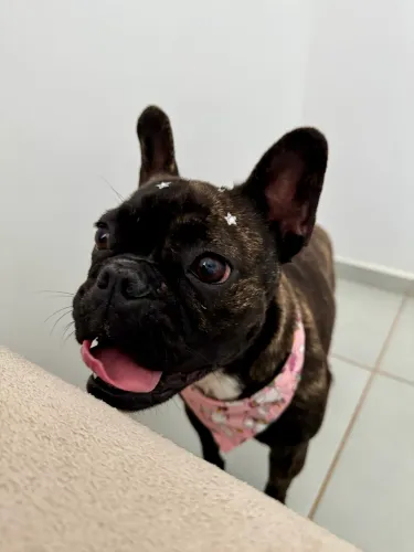 Buldogue francês