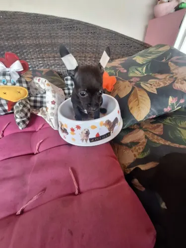 Lindos filhotes de Pinscher 0 machinhos fêmeas com garantia e procedência
