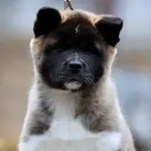 Akita Inu,Akita Inu Filhote de Alta Qualidade com Excelente Temperamento