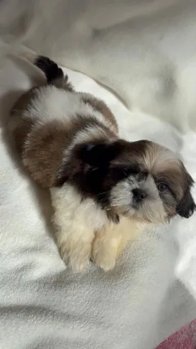 Lindo macho de shih-tzu disponível