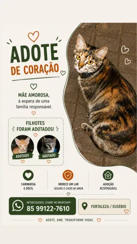 Adoção de gato gatinha linda 