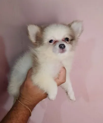 Lulu da Pomerânia