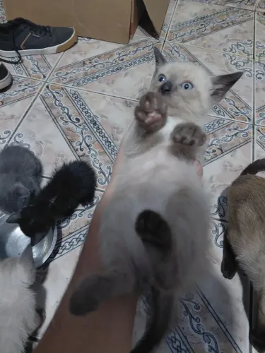 Filhotes de gato para doação.