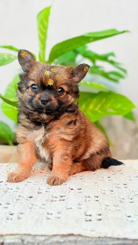 Chuahua fêmea