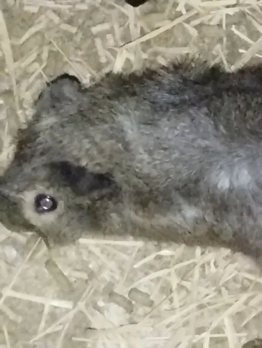 Porquinho da índia 