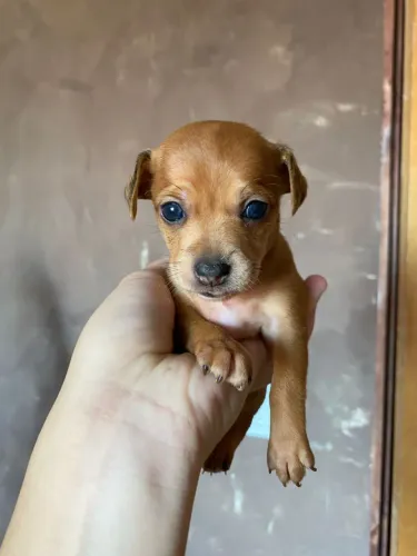 Pinscher 0