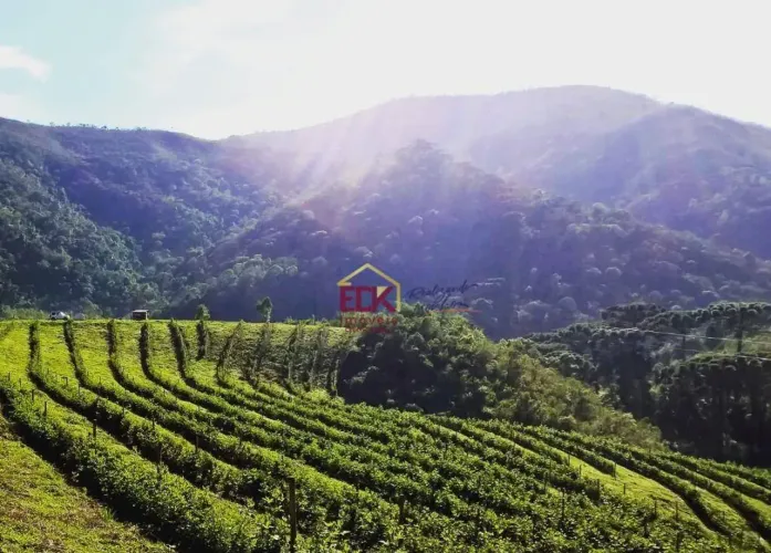 Fazenda com 2 dormitórios à venda, 540000 m² por R$ 3.200.000 - Distrito dos Franceses - C