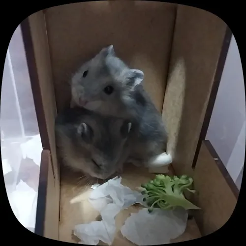 Hamsters filhotes para adoção responsável - Taubaté/SP