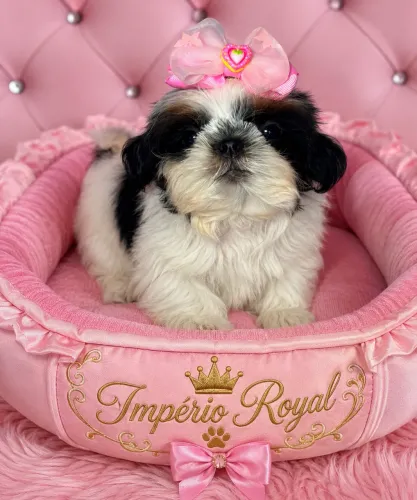 Shihtzu Fêmea Tricolor em até 10 x no Cartão