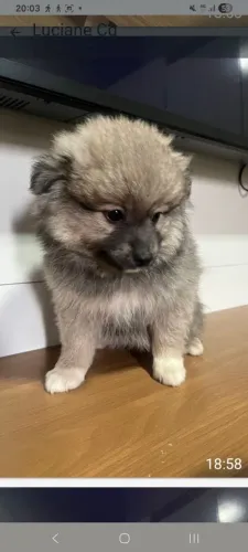 Vendo ou troco pet
