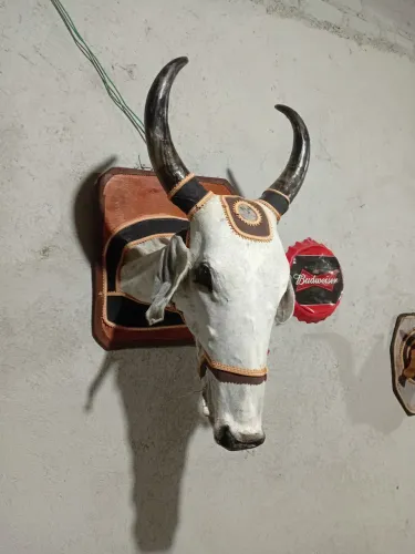 Cabeça de Boi com pingometro.