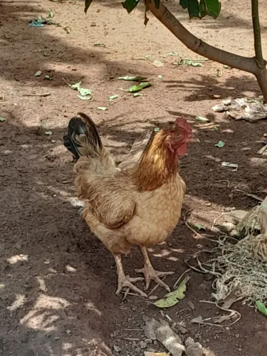 Vendas