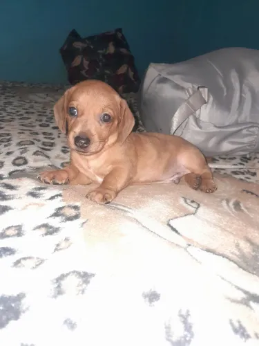 Vendo esse salsicha 