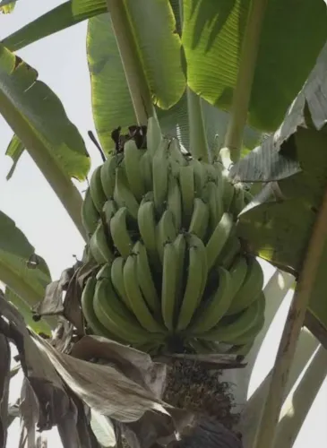 Mudas de banana da terra