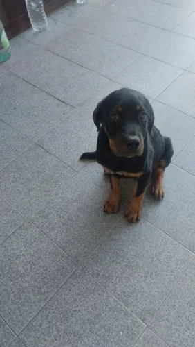 Doação de cachorro