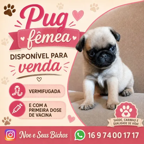 Pug