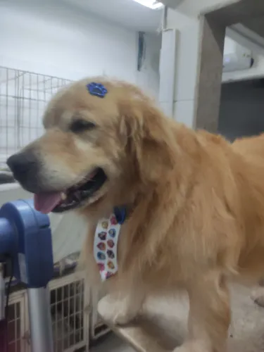 Esteticista de animais domésticos. 