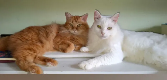 Gatos para doação