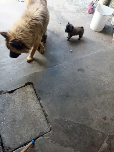 Promoção filhotes de cachorro Chow chow 
