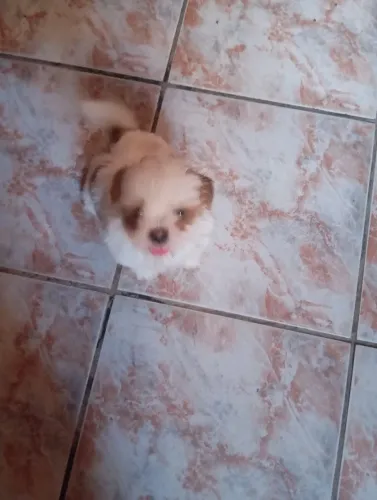 Vendo filhote Shitzu