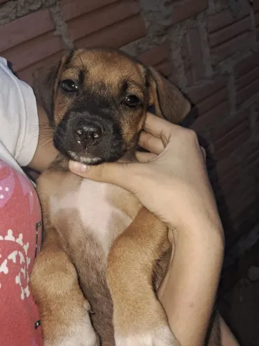 Doação de cachorro 
